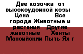 Две козочки  от высокоудойной козы › Цена ­ 20 000 - Все города Животные и растения » Другие животные   . Ханты-Мансийский,Пыть-Ях г.